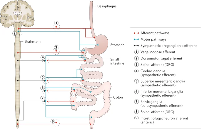 Enteric Nervous System (ENS)