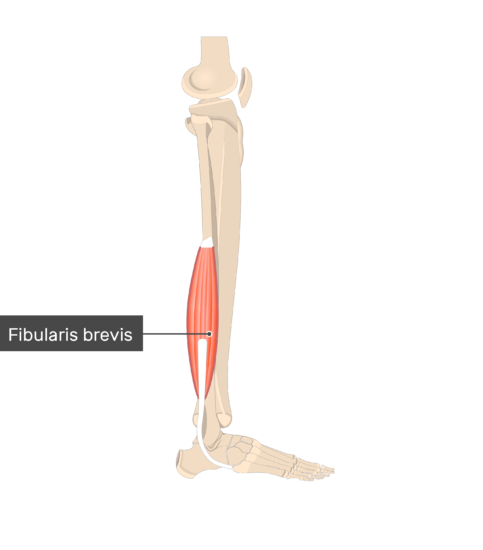 Fibularis brevis muscle