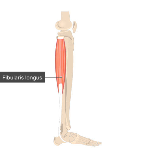 Fibularis (Peroneus) longus muscle