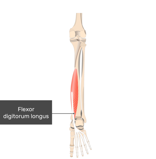 Flexor digitorum longus muscle