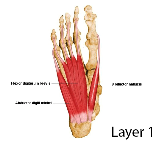 Abductor digiti minimi muscle of the foot