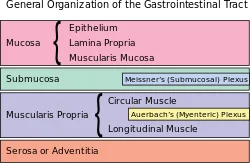 Submucosal plexus