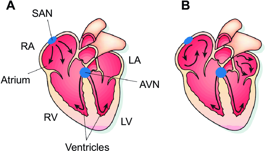atria,ventricles and electric curcuit of heart