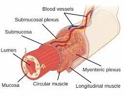 myentric plexus