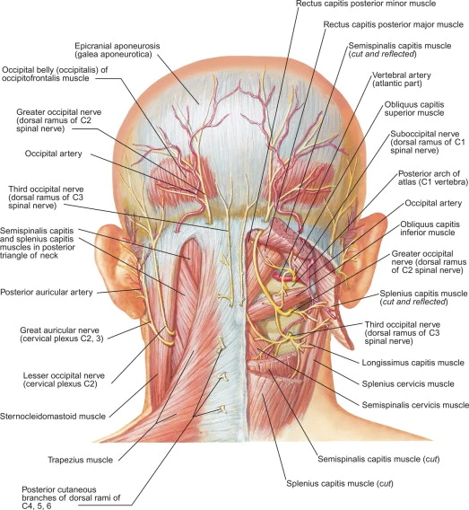 Suboccipital Nerve
