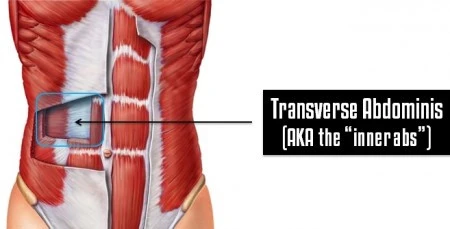 Transversus abdominis muscle