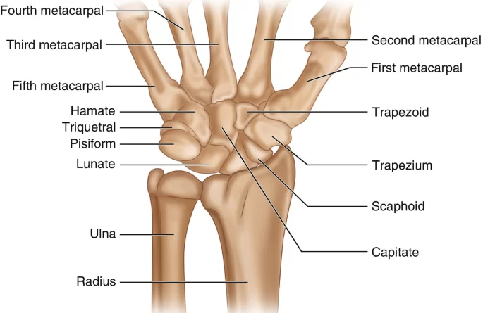 Wrist Joint Anatomy
