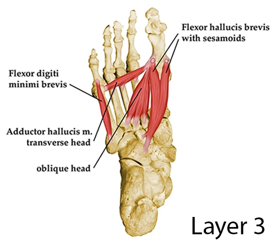 Flexor digiti minimi brevis of the foot