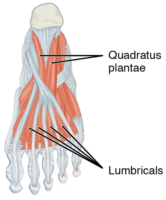 lumbricals muscle of foot