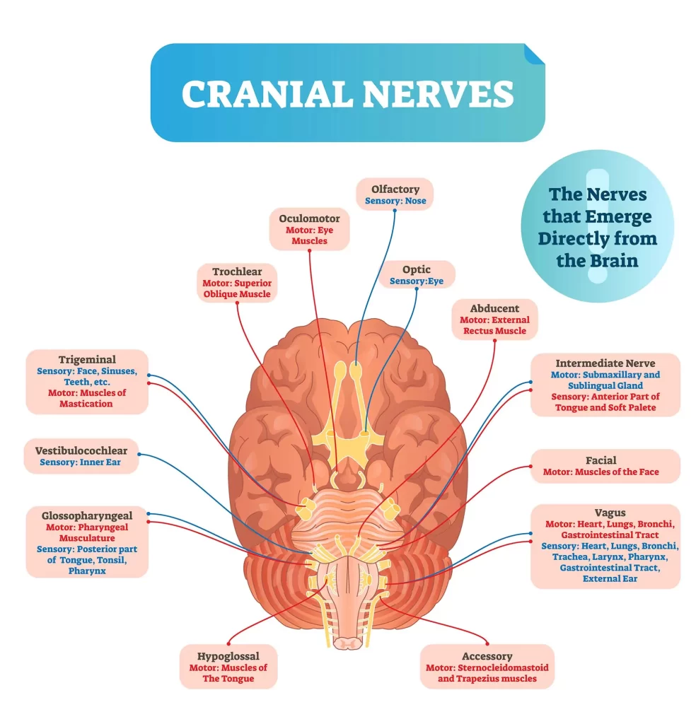 Cranial_nerves
