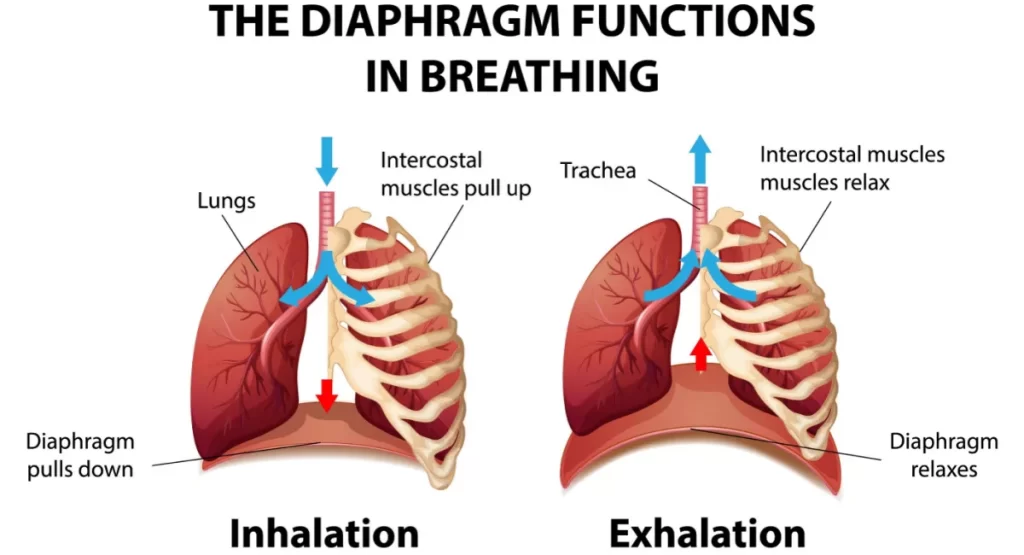 Diaphragm-action