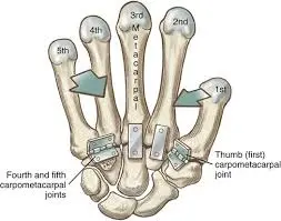 Function of CMC joint