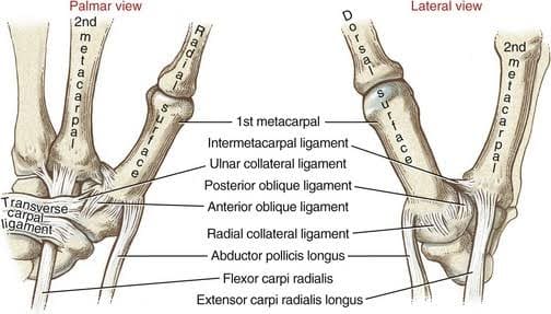 Ligament around Thumb