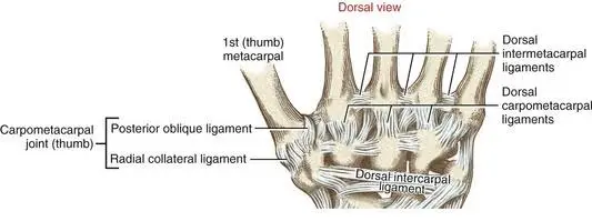 Ligament around finger
