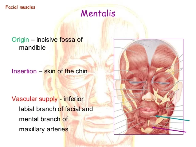 Mentalis muscle origin and insertion