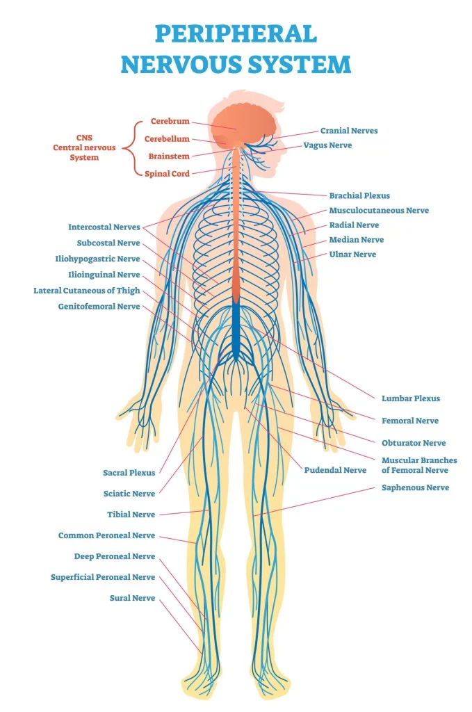 Nerves of peripharal nervous system