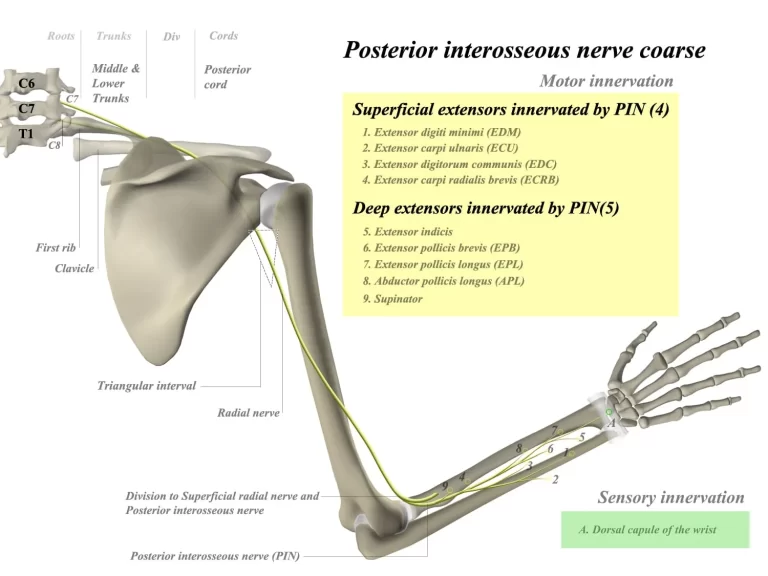 Posterior Interosseous Nerve (PIN)