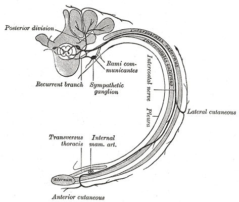 anatomy-of-thoracoabdominal-nerves