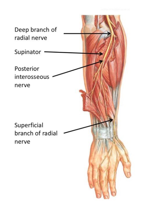Deep Branch of Radial Nerve