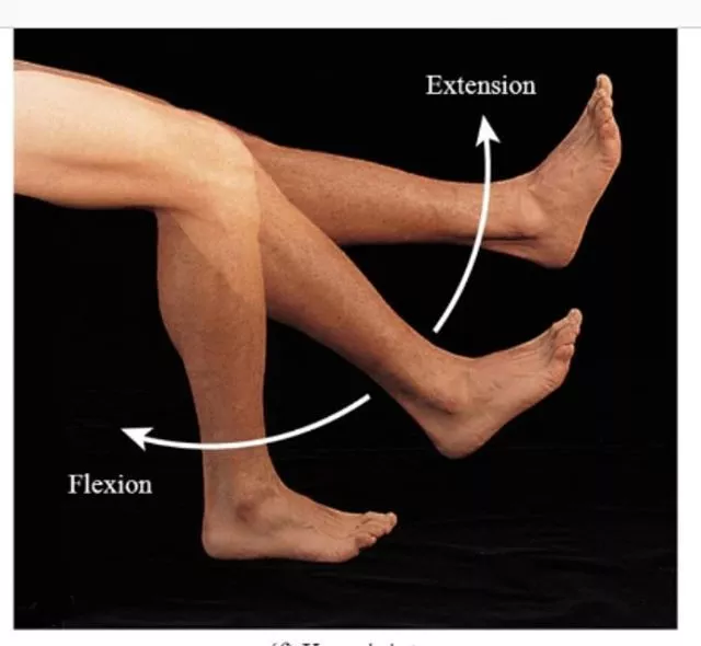knee-active-movements