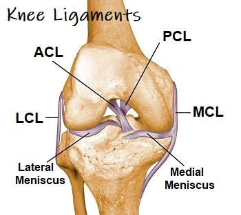 Knee Ligament