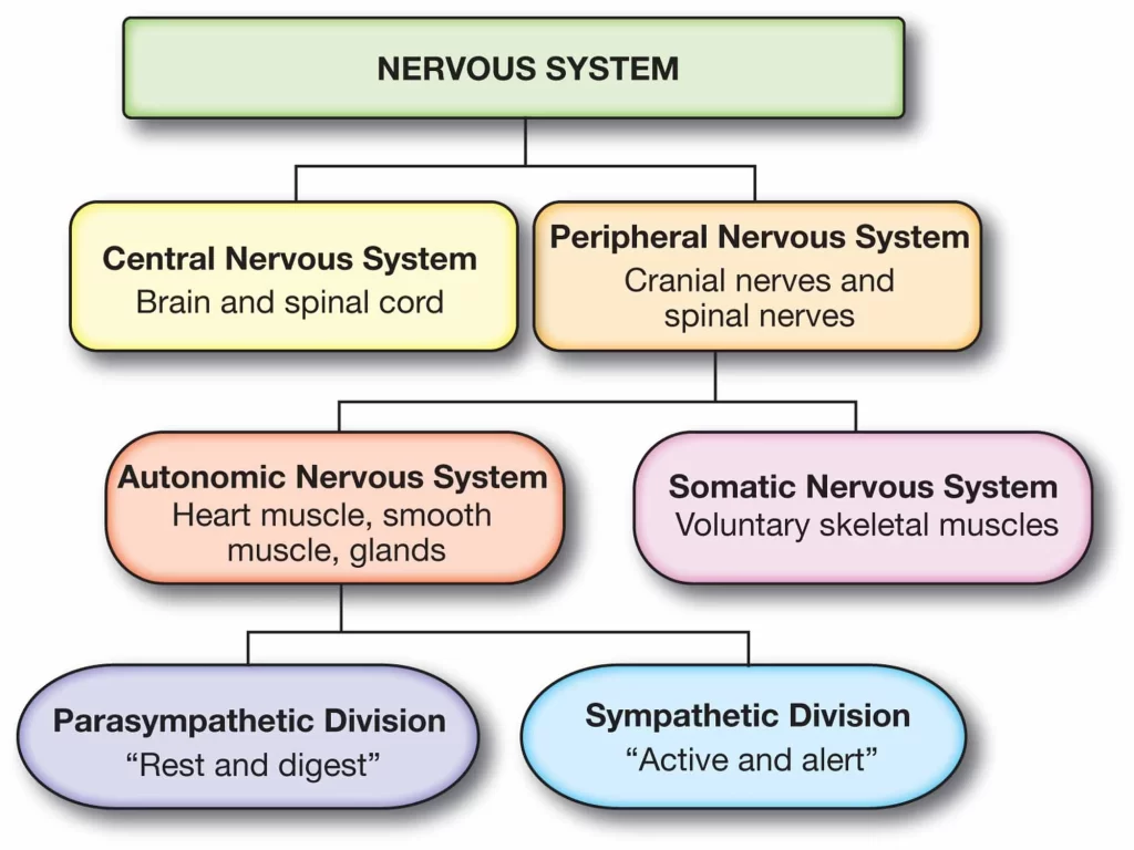 nervous-system-flowchart