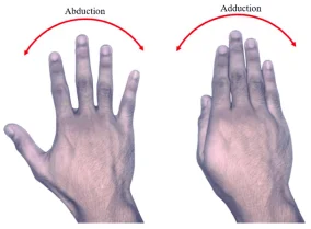 Finger Abduction and Adduction