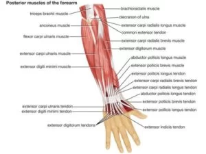 Forearm anatomy