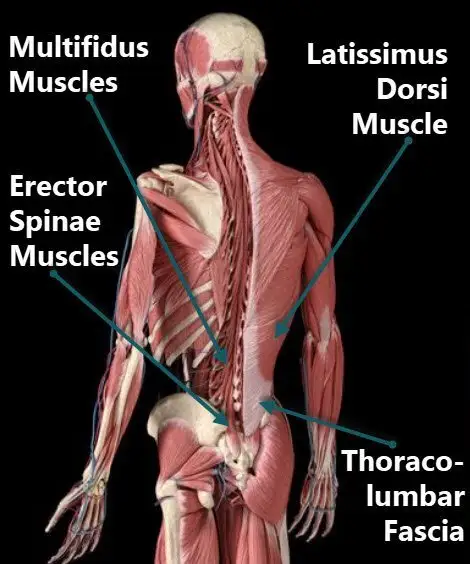 Muscles of lower back