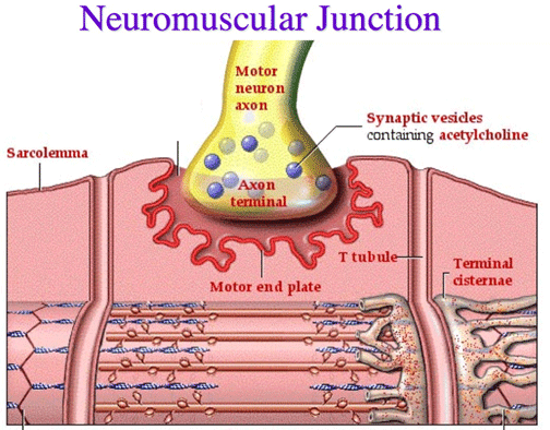 Neuromuscular-junction