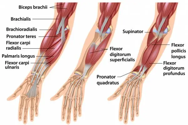 Anterior comparatment of forearm muscle