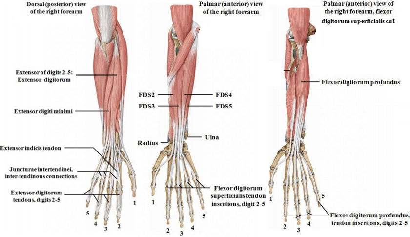 Posterior-compartment-of-forearm-muscle