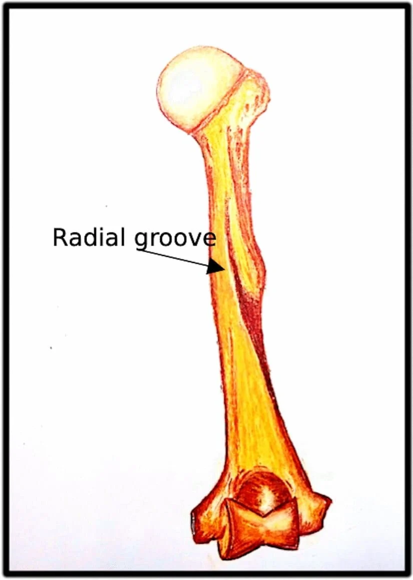 radial groove humerus