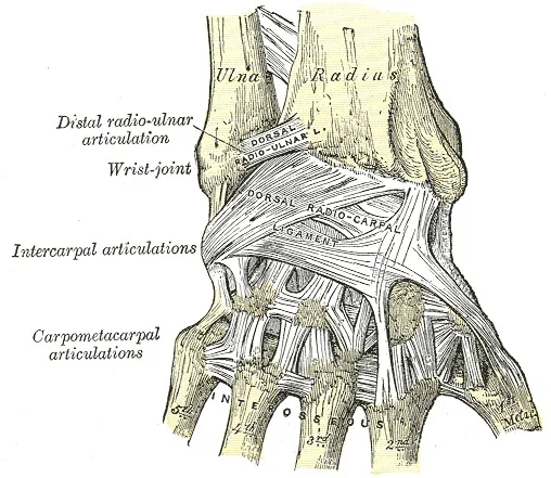 wrist joint ligaments