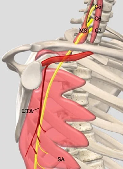 thoracodorsal nerve latissimus dorsi