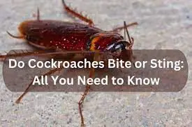 Do Cockroaches Bite