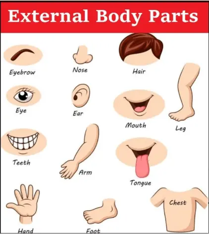 external-body-parts