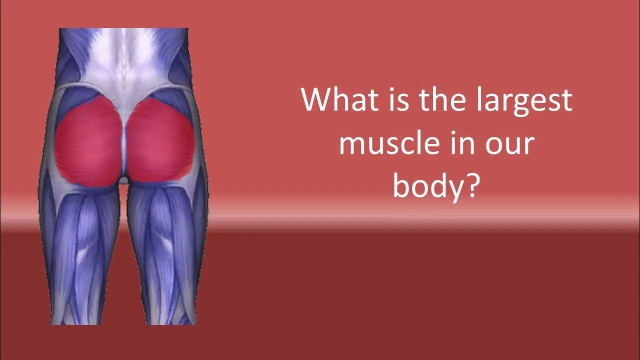 Freedom Physiotherapy & Wellness Centre - The gluteus maximus is the  biggest muscle in the human body, by volume. The gluteal muscle group -  commonly known was the glutes - includes 3