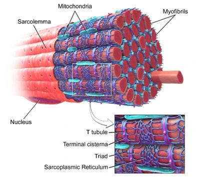 Anatomy of muscle fibers