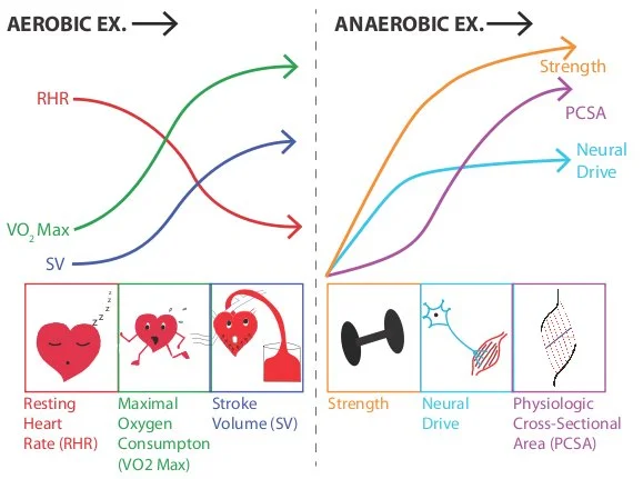 Aerobic vs. Anaerobic_Exercise