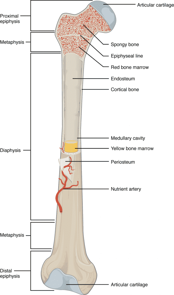 Anatomy Of Long Bone