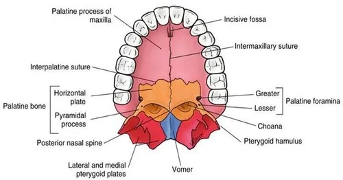 Anatomy of palatine bone
