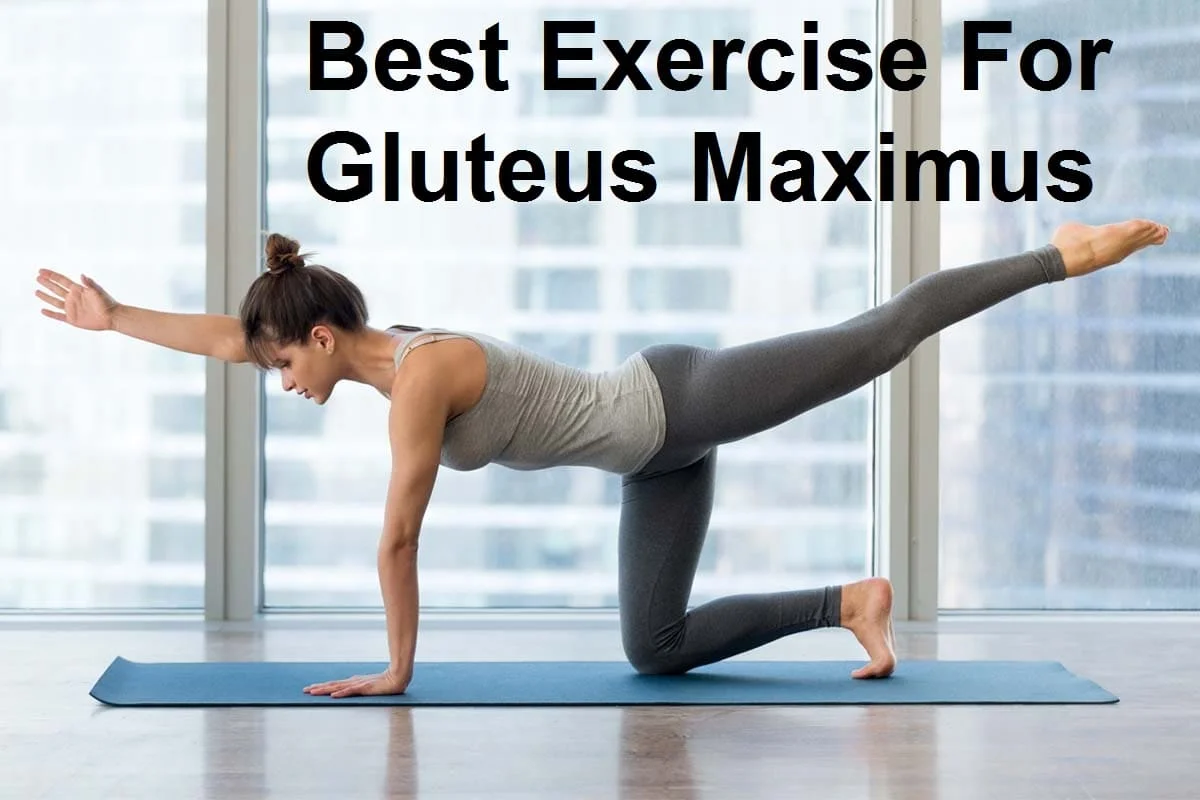 Gluteus maximus and gluteus medius muscles