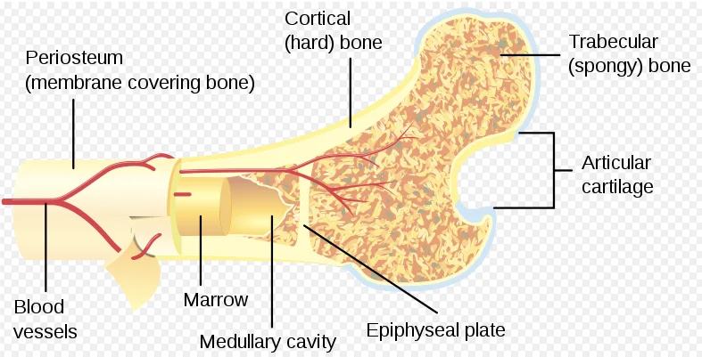 Bone marrow