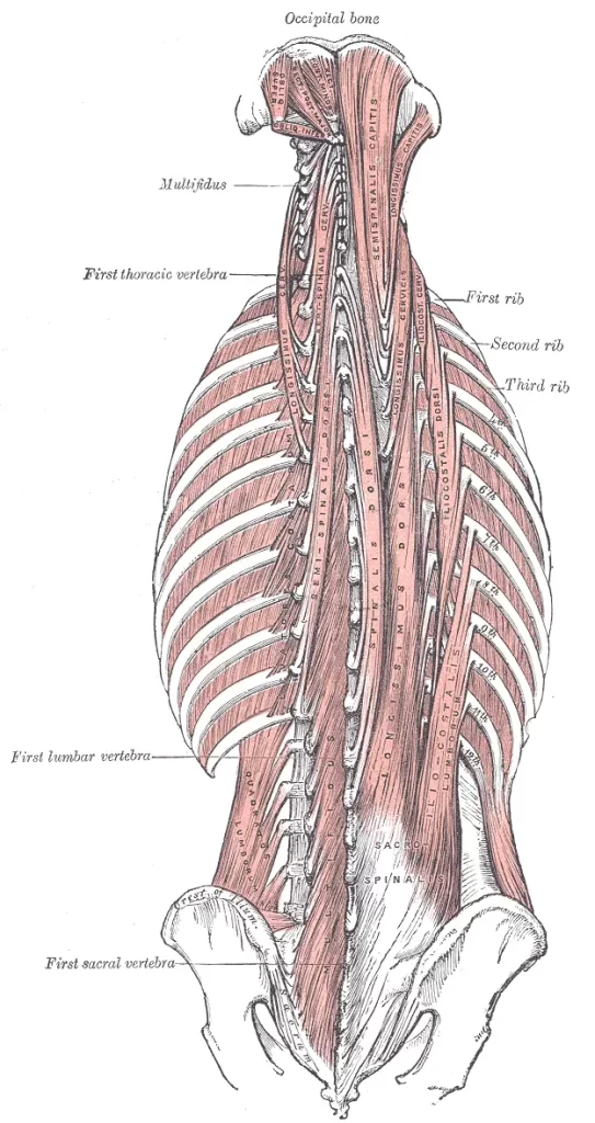 Deep-back-muscle-anatomy
