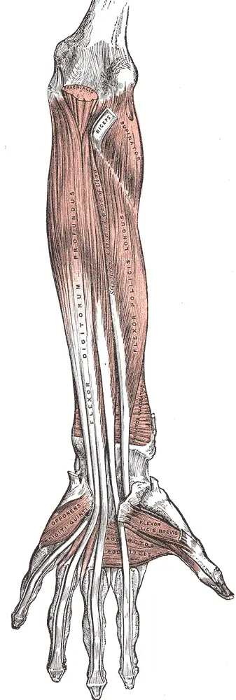 Deep-forearm-flexors