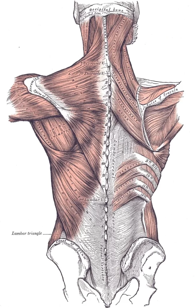 Lat-muscle-anatomy