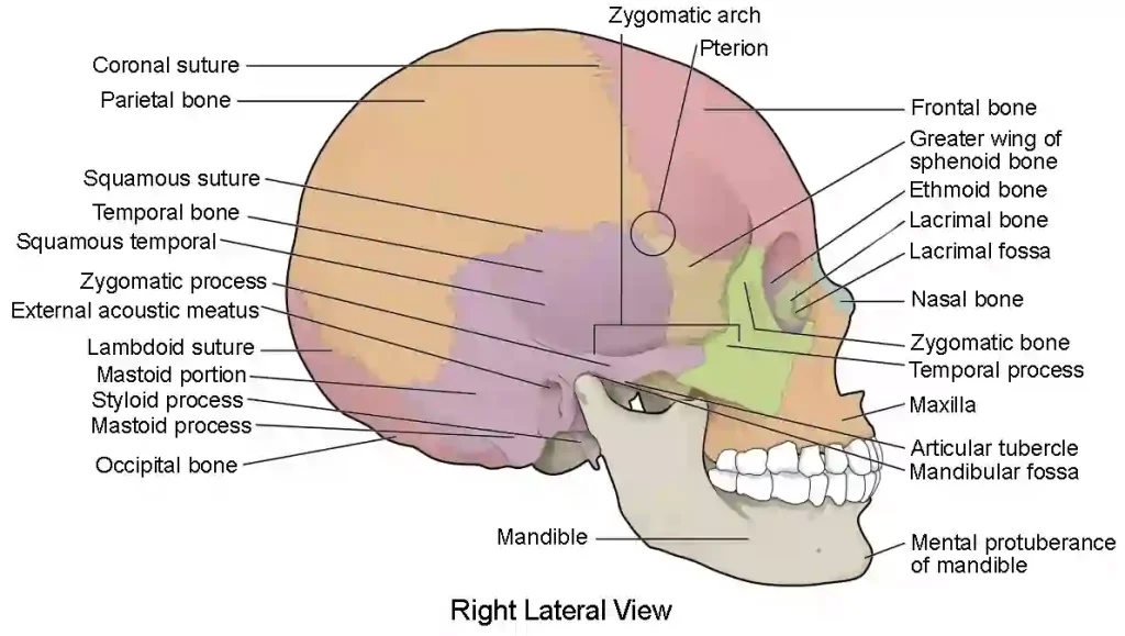 Lateral view of skull