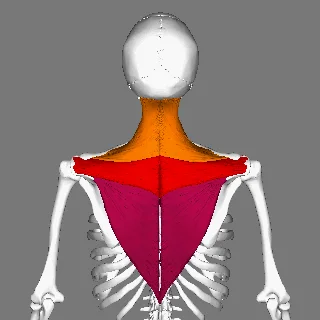 
Middle and Lower Trapezius