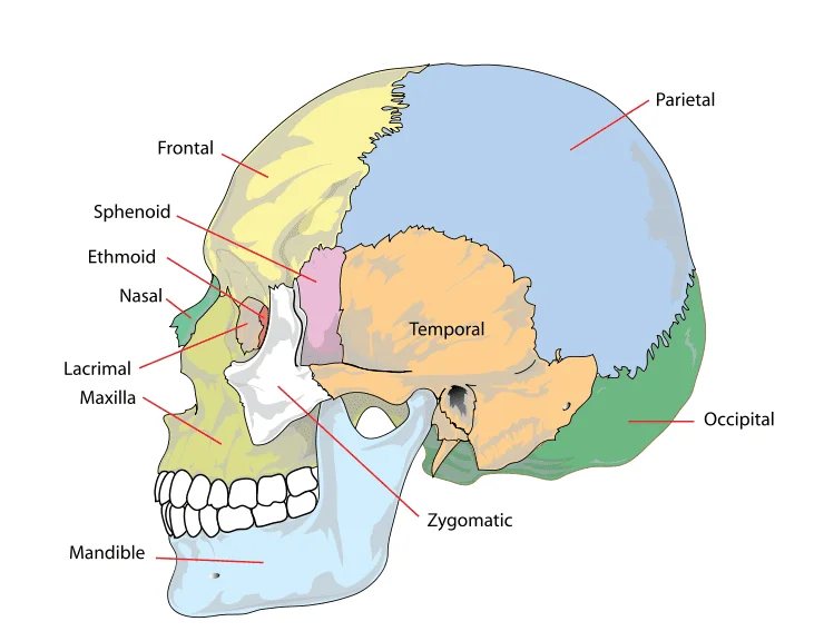 Parts of the human skull